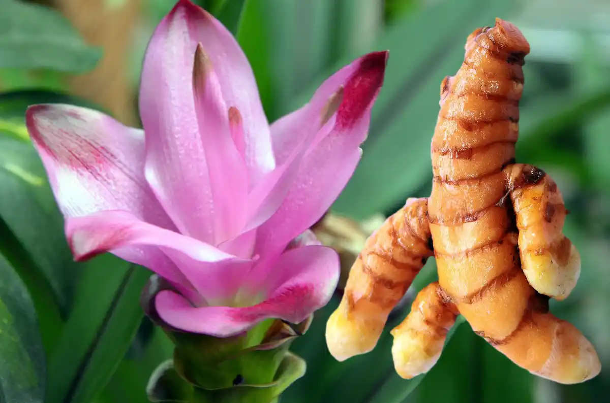 Grow Turmeric at Home in the UK: Top 10 Tips for Success