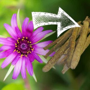 How to Grow Salsify: A Comprehensive Guide for UK Gardeners