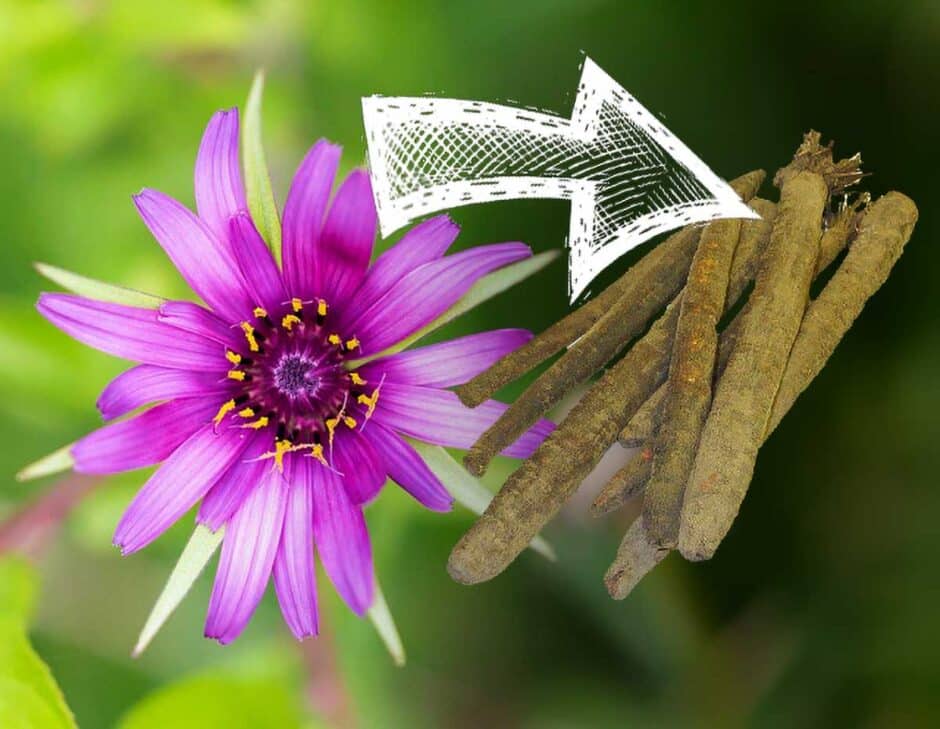 How to Grow Salsify in the UK