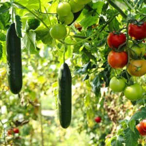 Vertical Gardening for Food Production: Grow More with Less Space