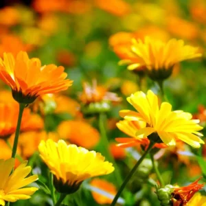 How to Grow Calendula: A Comprehensive Guide for Gardeners