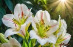 How to Grow Alstroemeria: A Comprehensive Guide for UK Gardeners