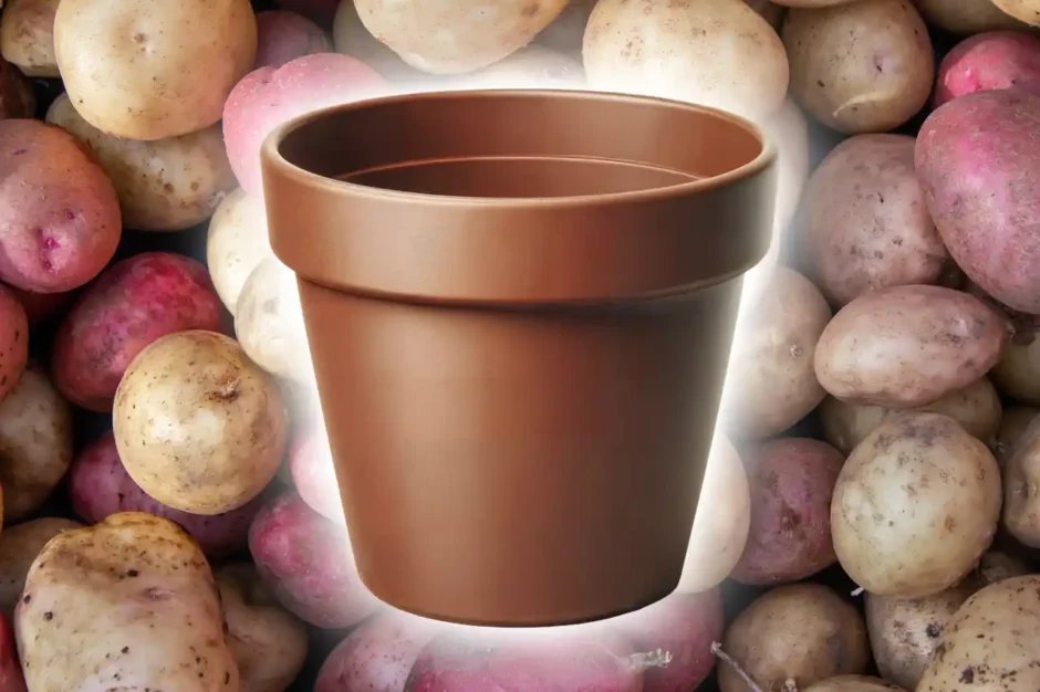 How to grow potatoes in pots