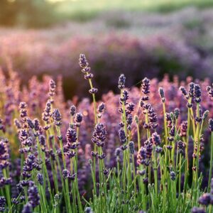 The Complete Guide to Growing Lavender in the UK