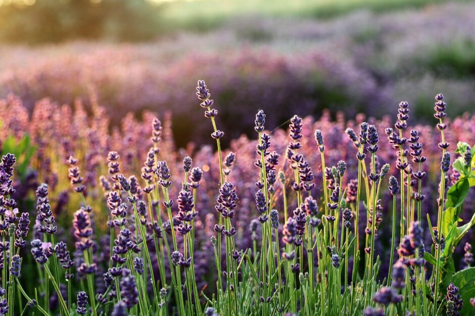 Growing Lavender in the UK