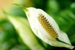 How to Grow and Care for Peace Lilies Indoors